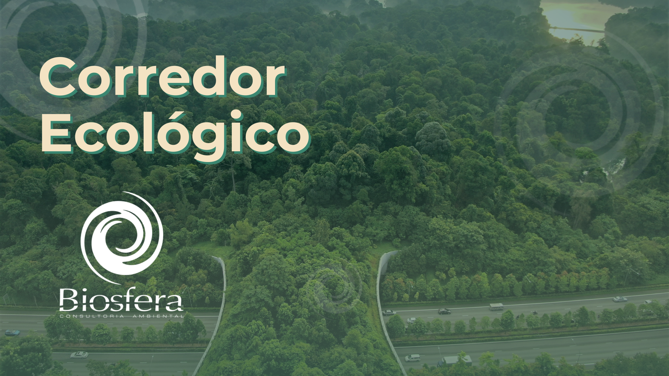 Corredores Ecológicos: como a conexão entre áreas verdes protege a Biodiversidade local