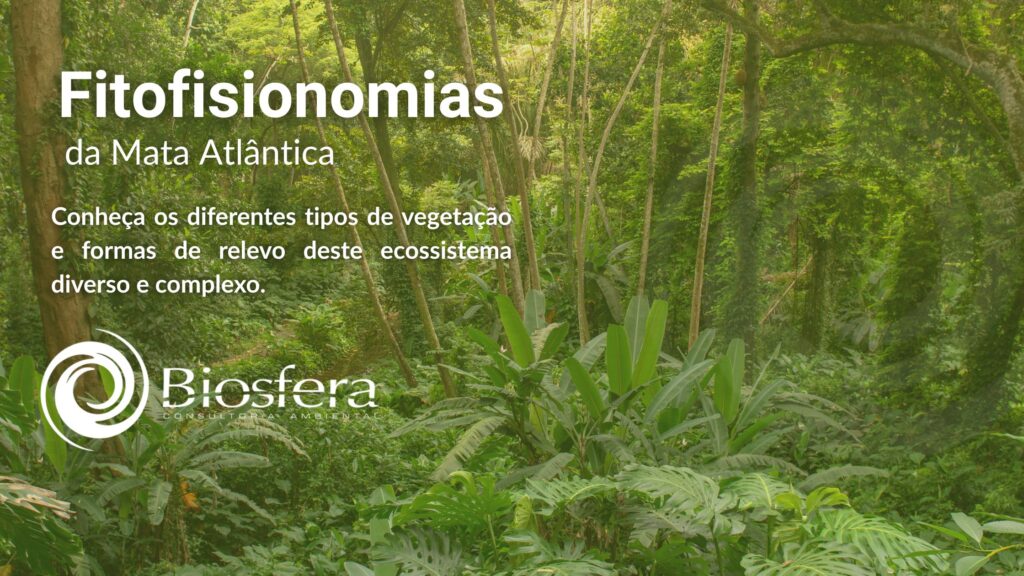 Título de Fitofisionimias da Mata Atlântica. A imagem é de uma mata com diferentes tipos de vegetação, altas e baixas.