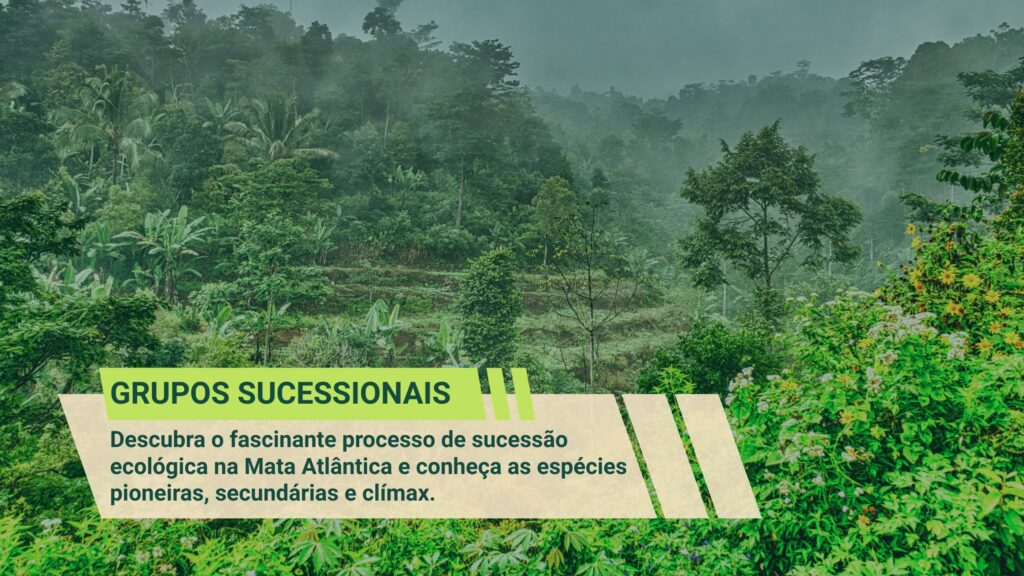 Imagem de uma mata em crescimento com os títulos Grupos Sucessionais na Mata Atântica.