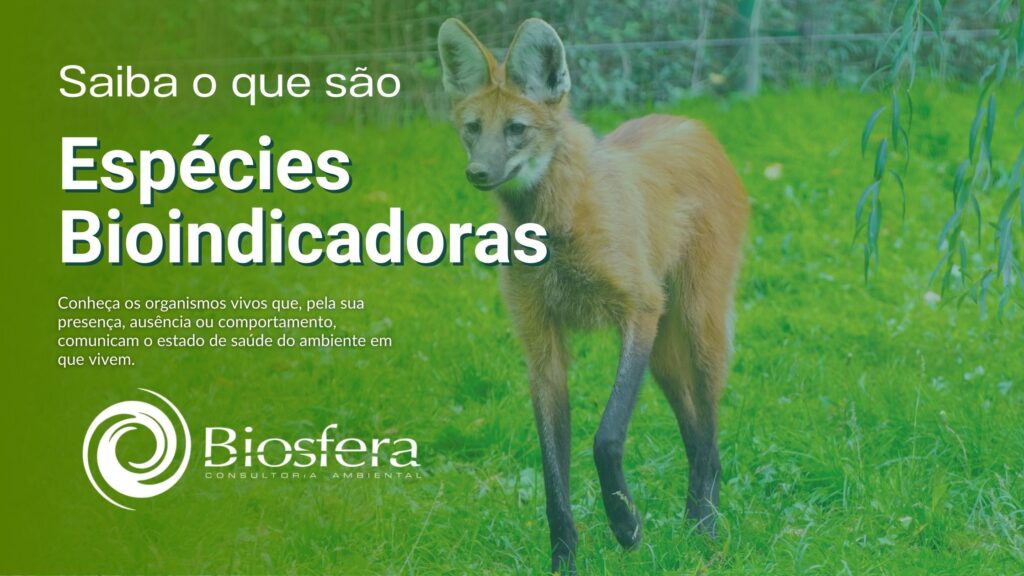 lobo guará é um grande mamífero, um ótimo sinal de espécie bioindicadoras em um sistema ambiental saudável
