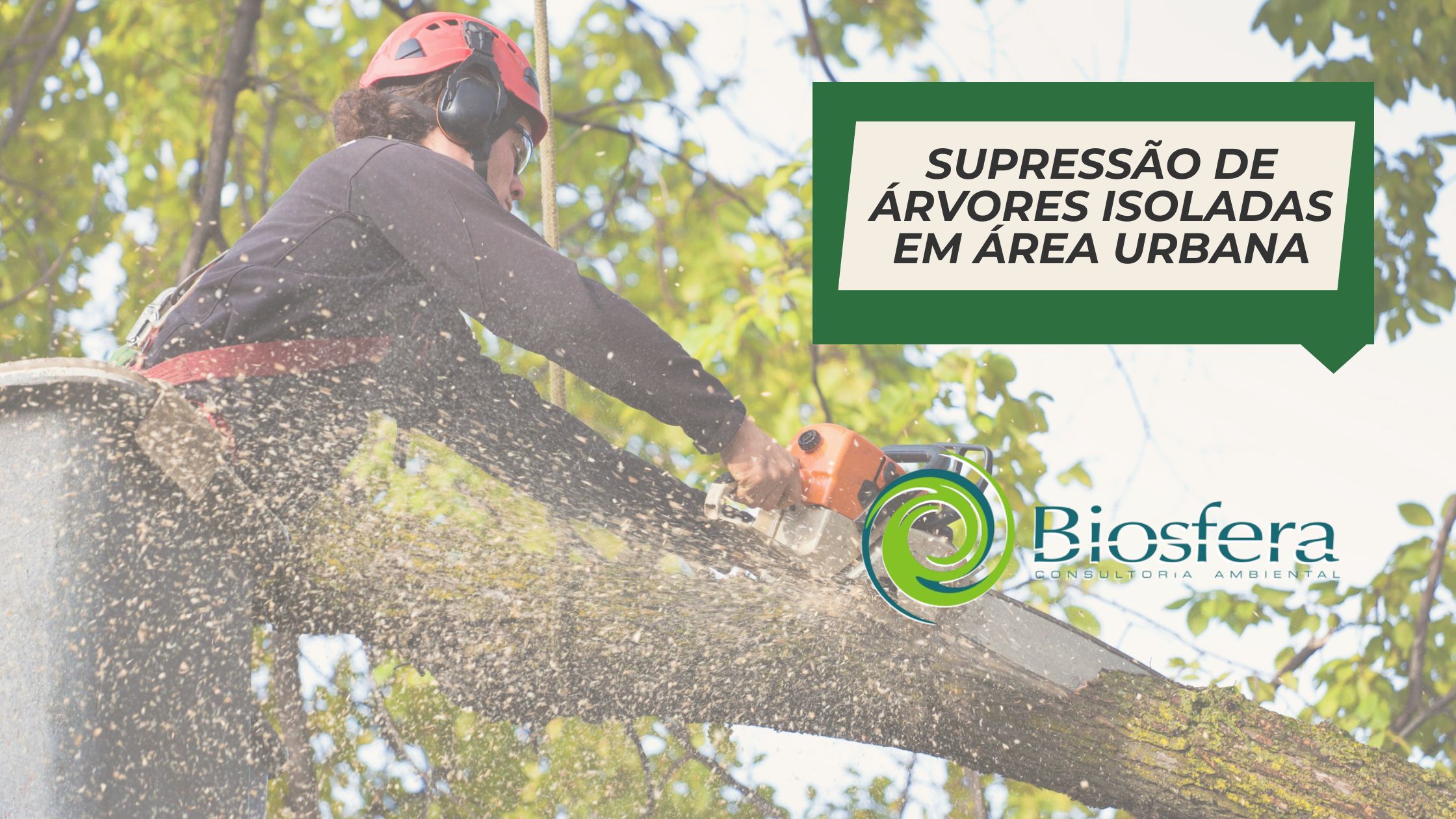 Supressão de árvores isoladas em área urbana: autorização, competência e documentos necessários