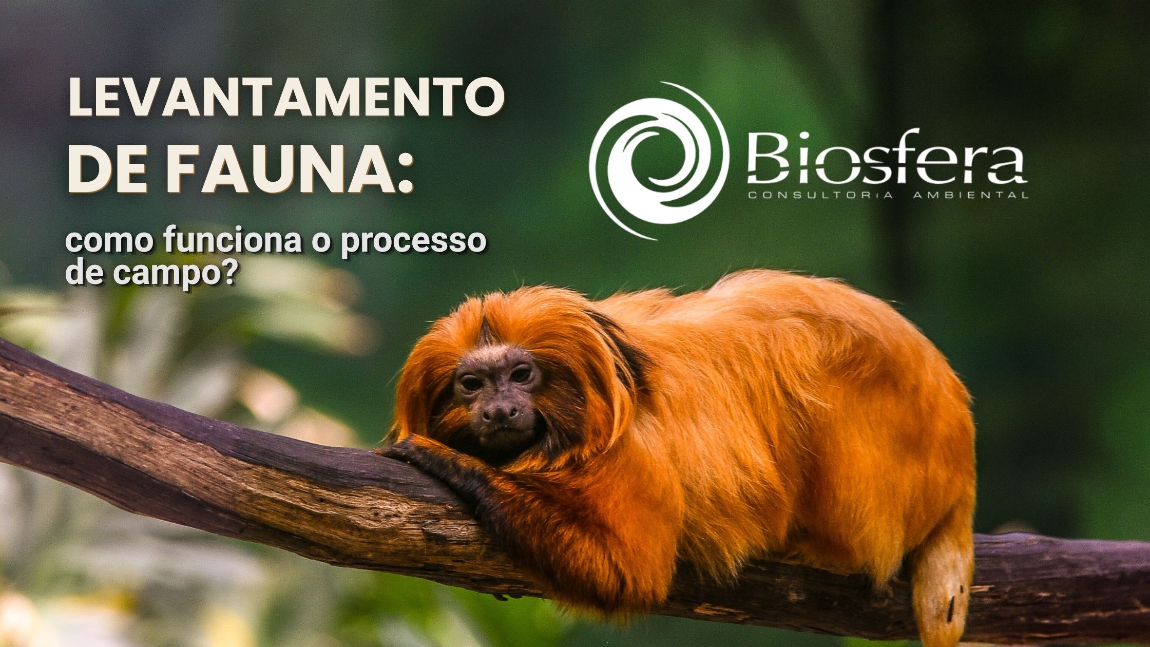 Levantamento de Fauna: como funciona o processo de campo
